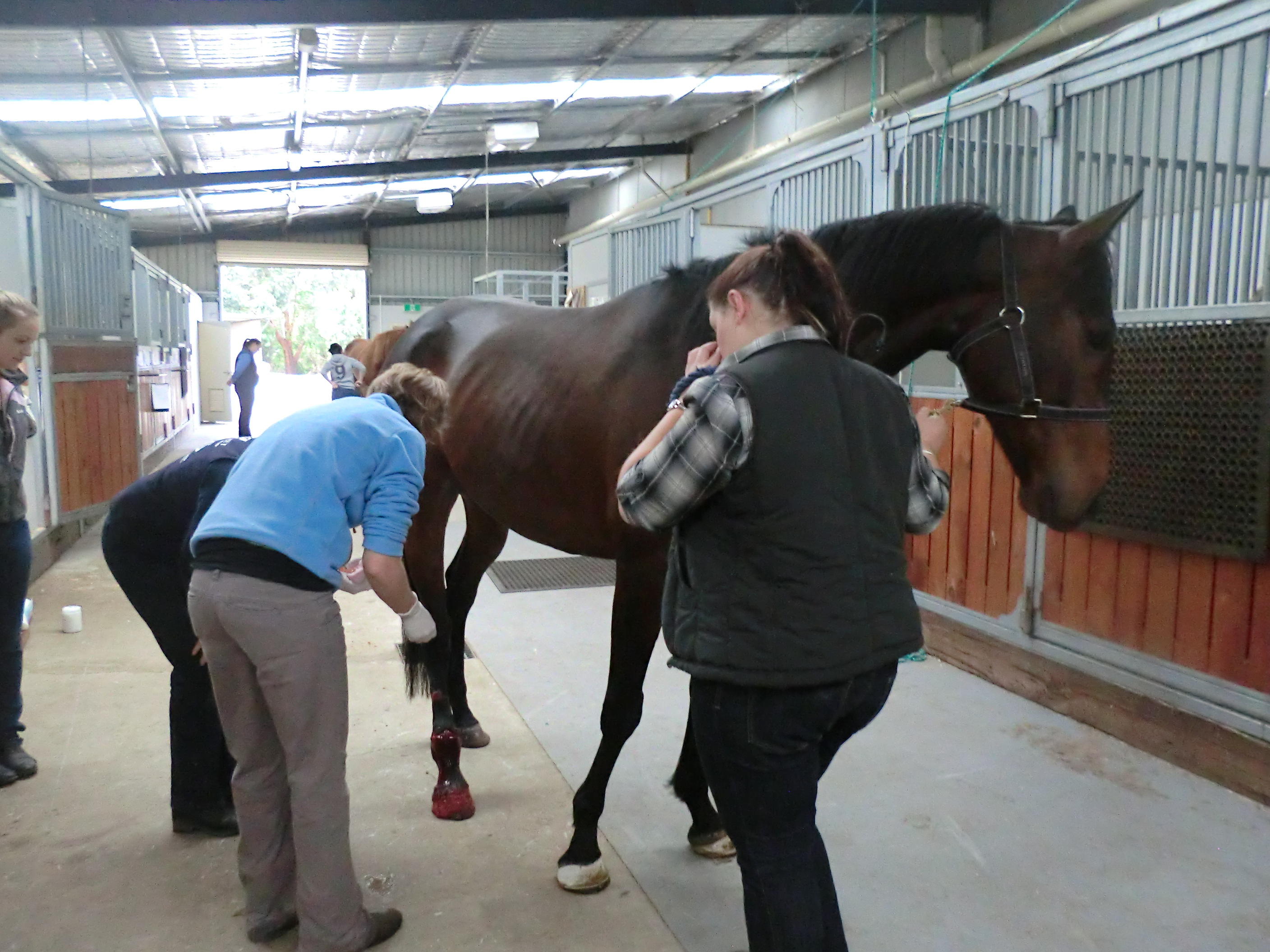 Acm30122 Certificate Iii In Animal Care Services Pet Grooming Specialisation